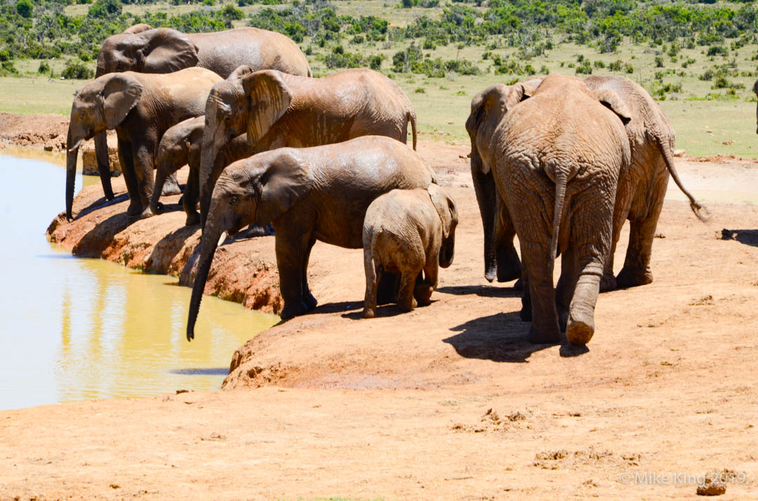 Sightings of Elephants